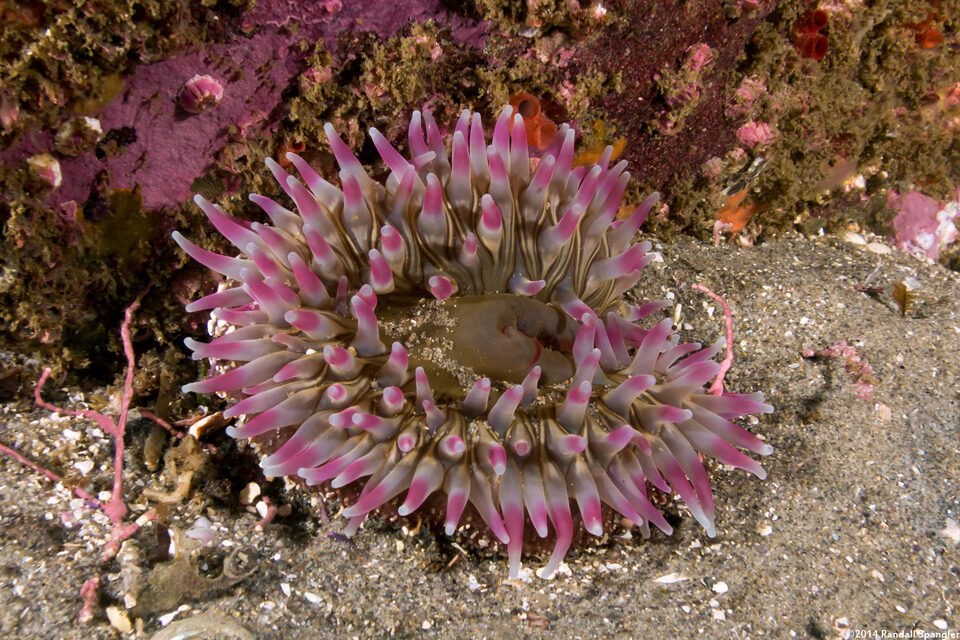 Urticina coriacea (Stubby Rose Anemone)