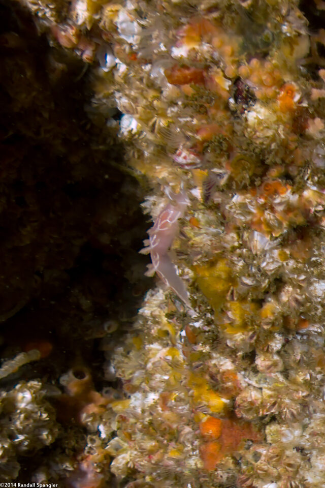 Tritonia festiva (Diamondback Tritonia)