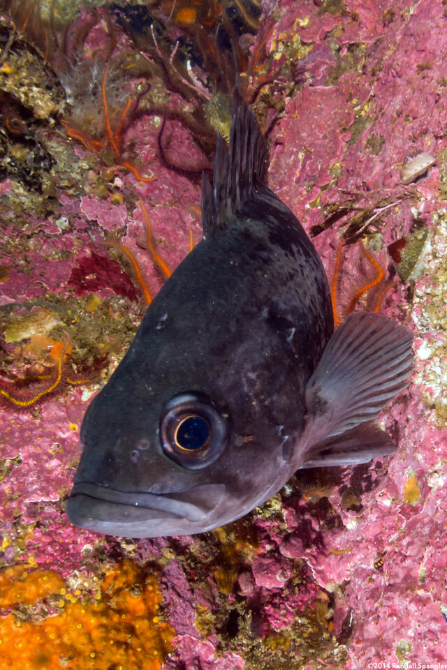 Sebastes melanops (Black Rockfish)