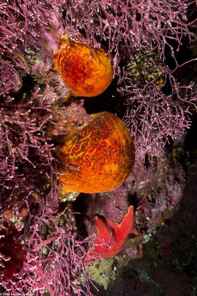 Tethya aurantium (Orange Puffball Sponge)