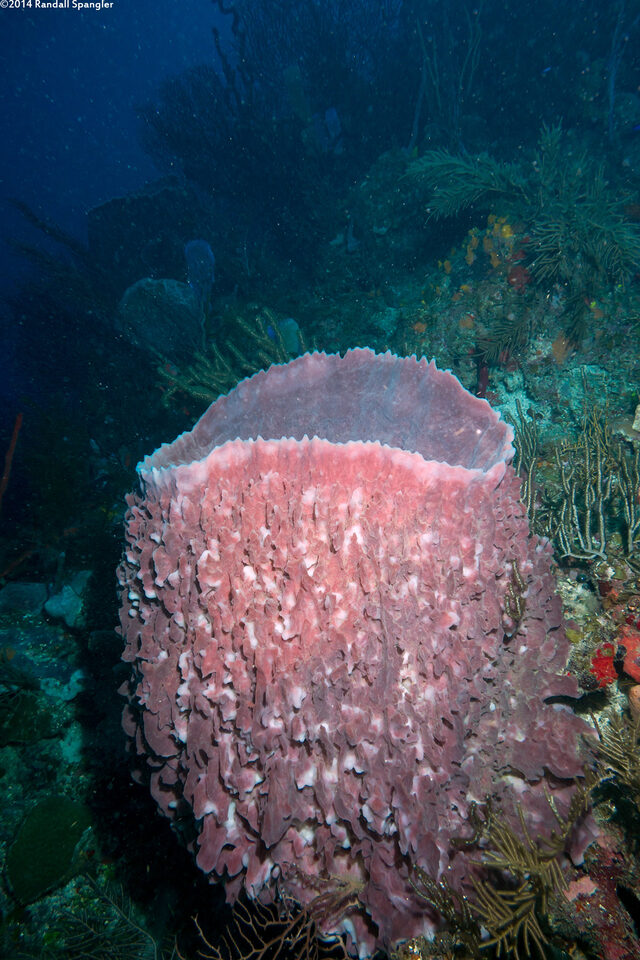Xestospongia muta (Giant Barrel Sponge)