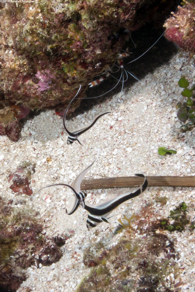 Equetas punctatus (Spotted Drum)