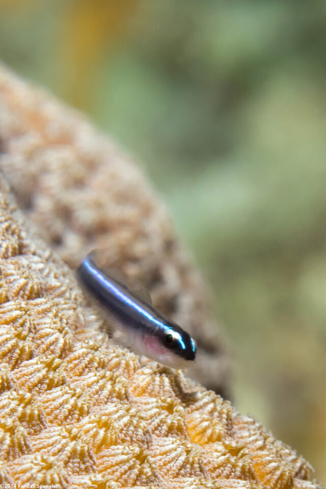 Elacatinus lobeli (Caribbean Neon Goby)