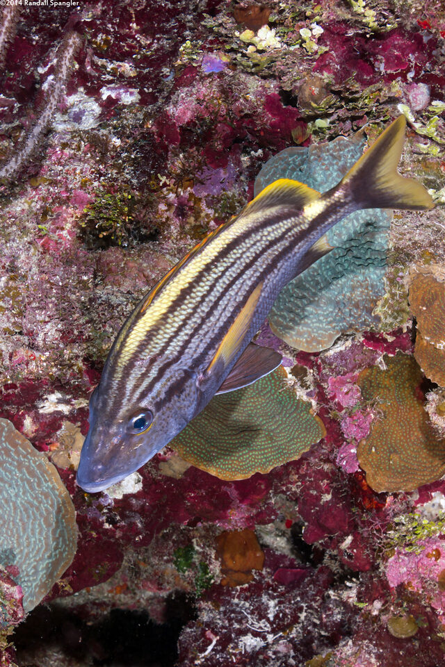 Haemulon macrostomum (Spanish Grunt)