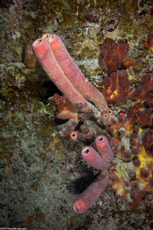Aplysina archeri (Stovepipe Sponge)