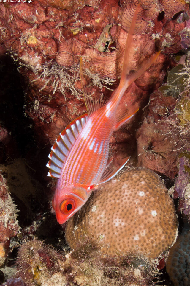 Holocentrus rufus (Longspine Squirrelfish)