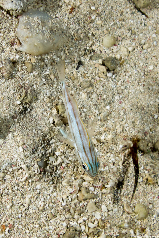 Haemulon flavolineatum (French Grunt)