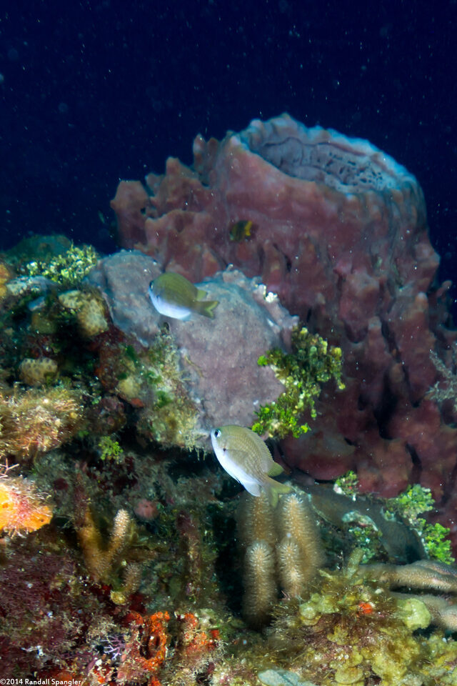 Chromis insolata (Sunshinefish)