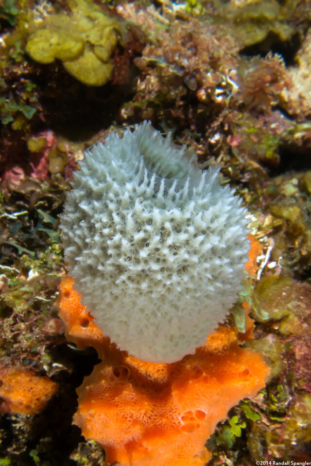 Niphates digitalis (Pink Vase Sponge)