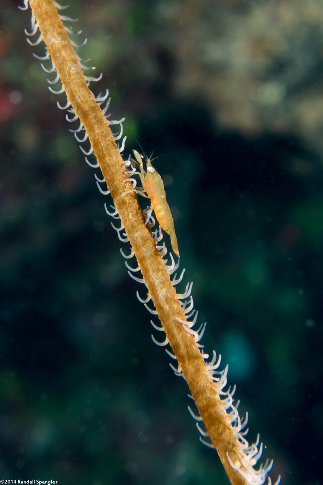 Pseudopontonides principis (Wire Coral Shrimp)
