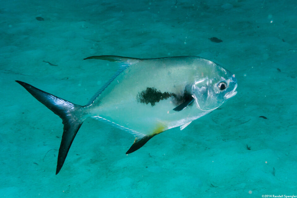 Trachinotus falcatus (Permit)