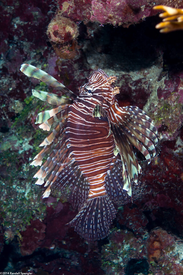 Pterois volitans (Red Lionfish)