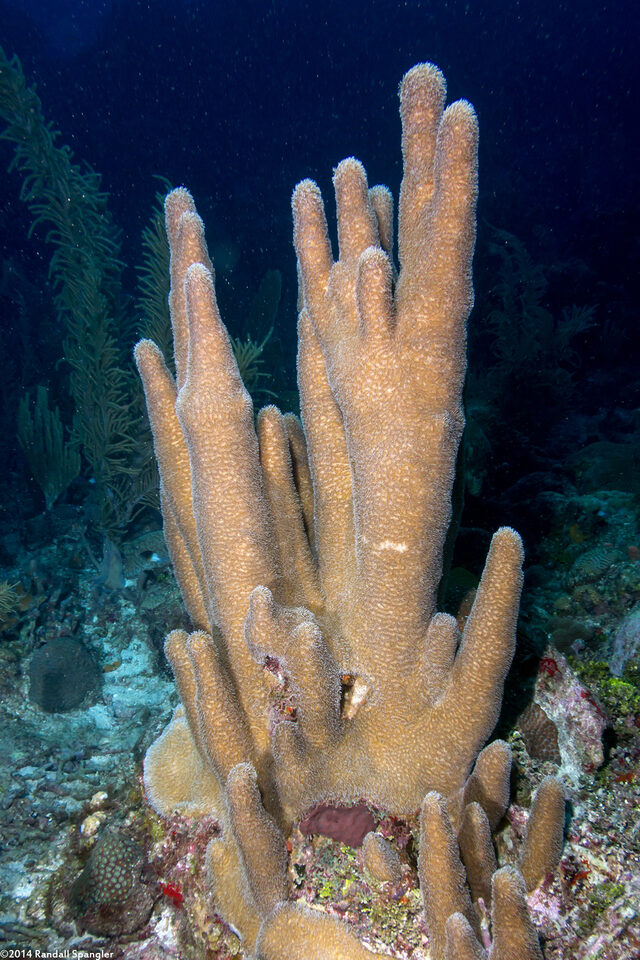 Dendrogyra cylindrus (Pillar Coral)