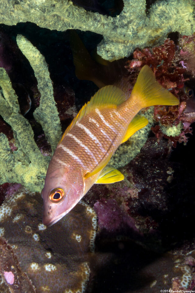 Lutjanus apodus (Schoolmaster)