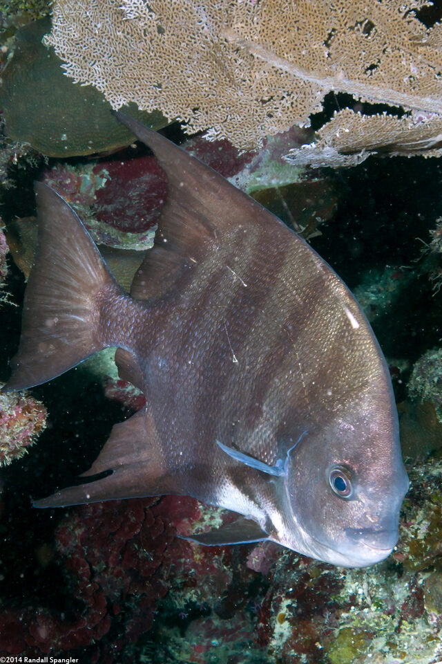 Chaetodipterus faber (Atlantic Spadefish)