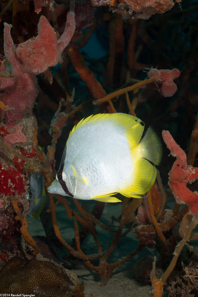 Chaetodon ocellatus (Spotfin Butterflyfish)