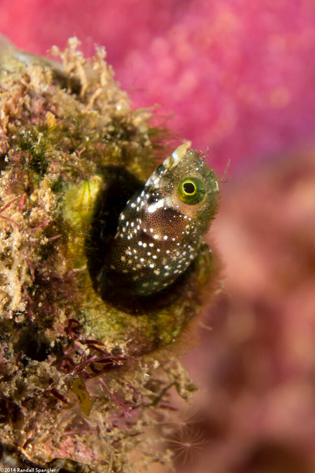 Acanthemblemaria spinosa (Spinyhead Blenny)