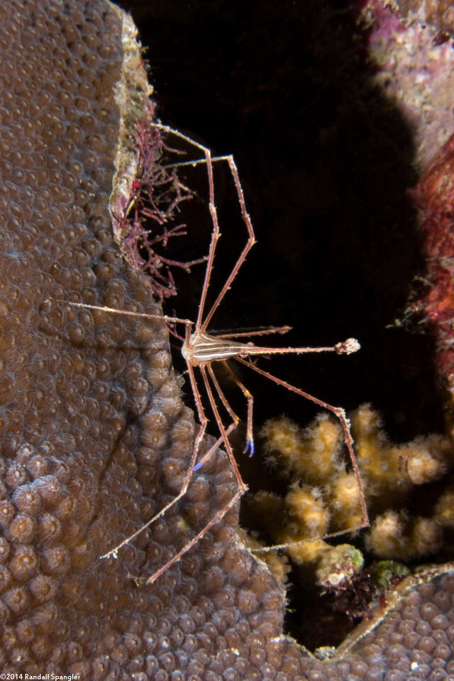 Stenorhynchus seticornis (Yellowline Arrow Crab)