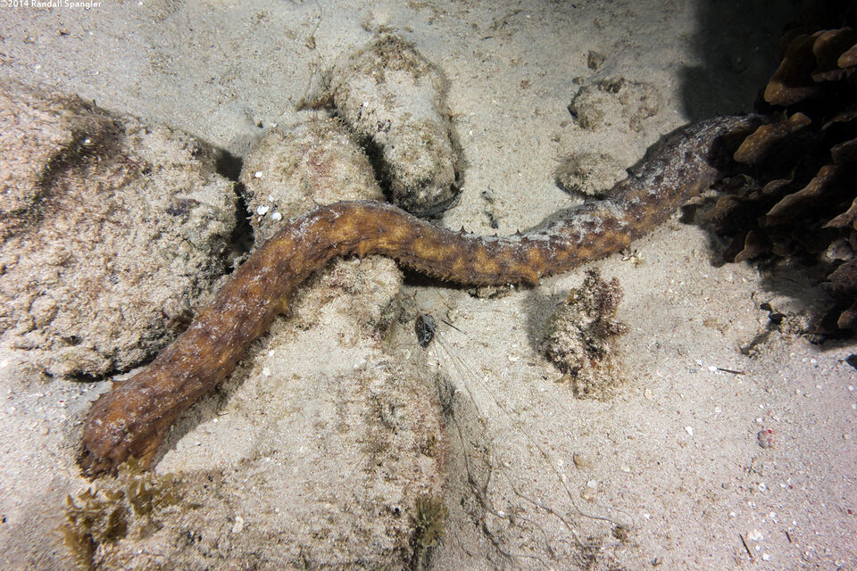 Holothuria thomasi (Tiger Tail Sea Cucumber)