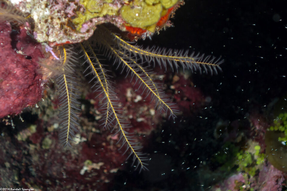 Analcidometra armata (Beaded Crinoid)