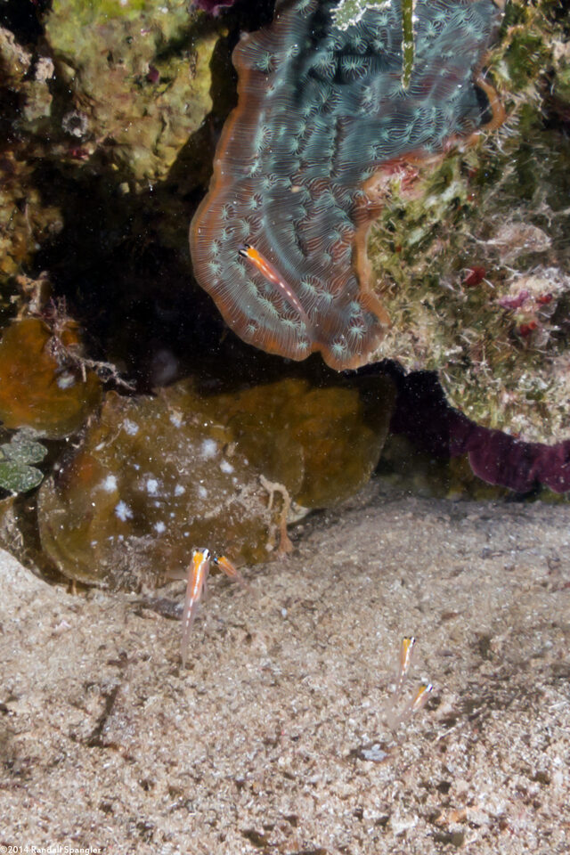 Coryphopterus hyalinus (Glass Goby)