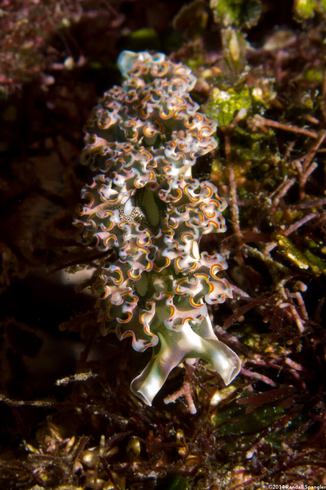 Elysia crispata (Lettuce Slug)