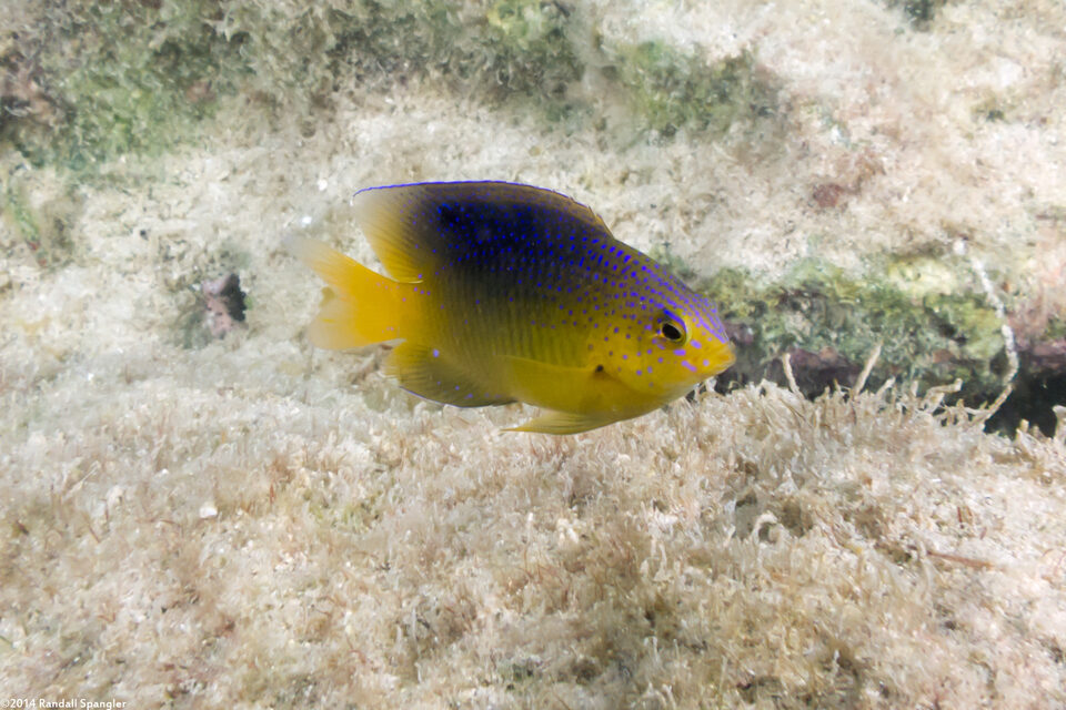 Stegastes leucostictus (Beaugregory)