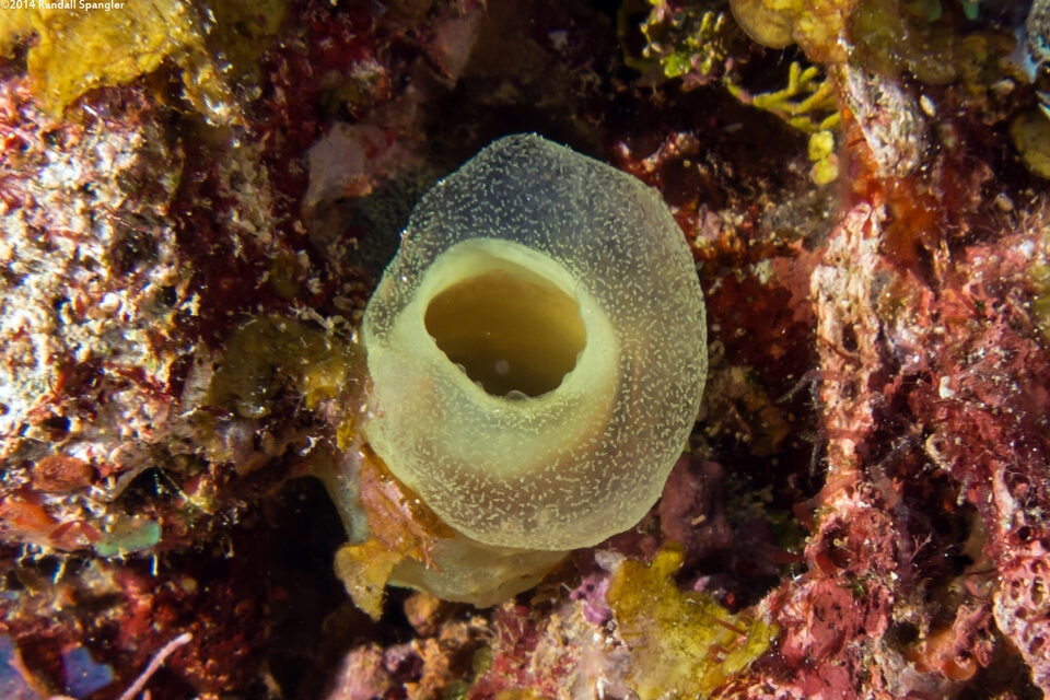 Ascidia sydneiensis (Yellow-Green Sea Squirt)