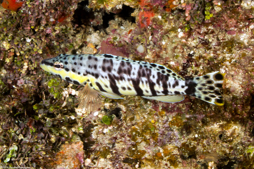 Serranus tigrinus (Harlequin Bass)