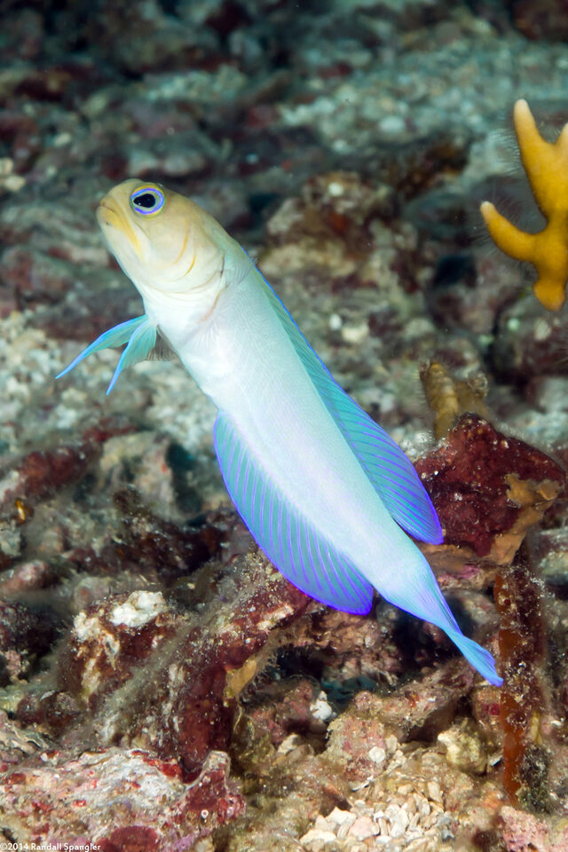 Opistognathus aurifrons (Yellowhead Jawfish)