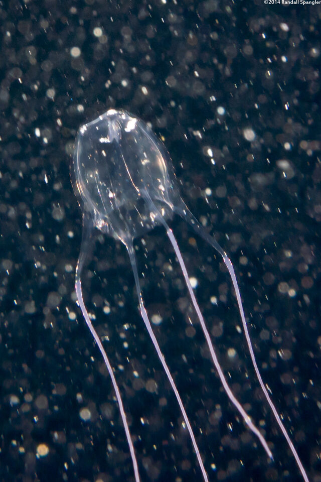 Alatina alata (Sea Wasp)