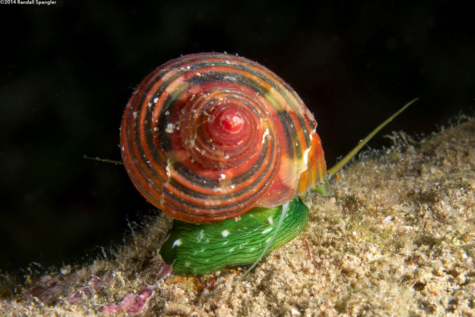 Turbo cailletii (Filose Turban)