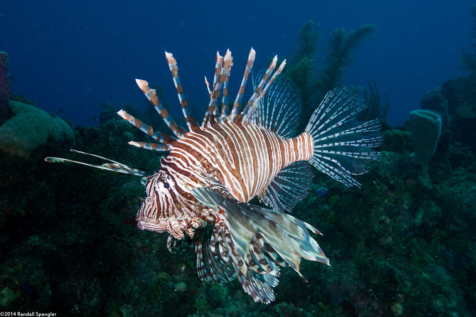Pterois volitans (Red Lionfish)