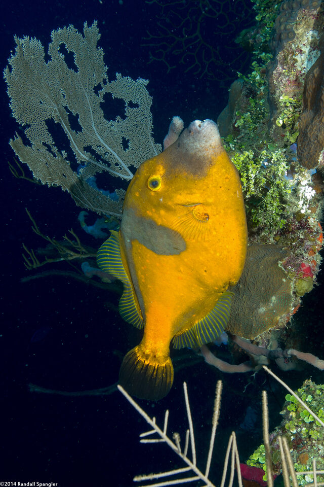 Cantherhines macrocerus (Whitespotted Filefish)