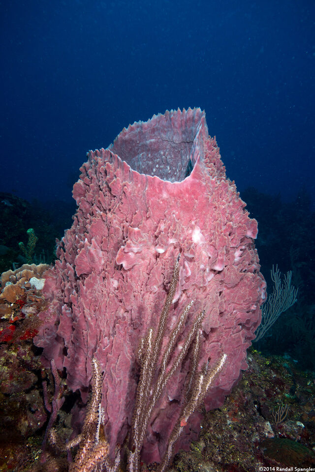 Xestospongia muta (Giant Barrel Sponge)
