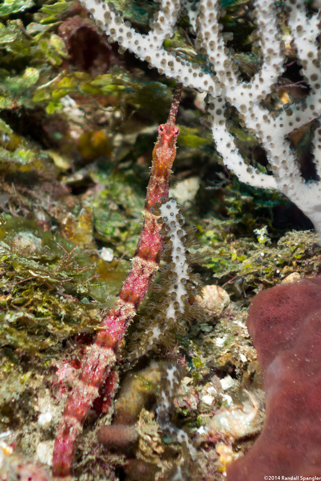 Cosmocampus albirostris (Shortfin Pipefish)