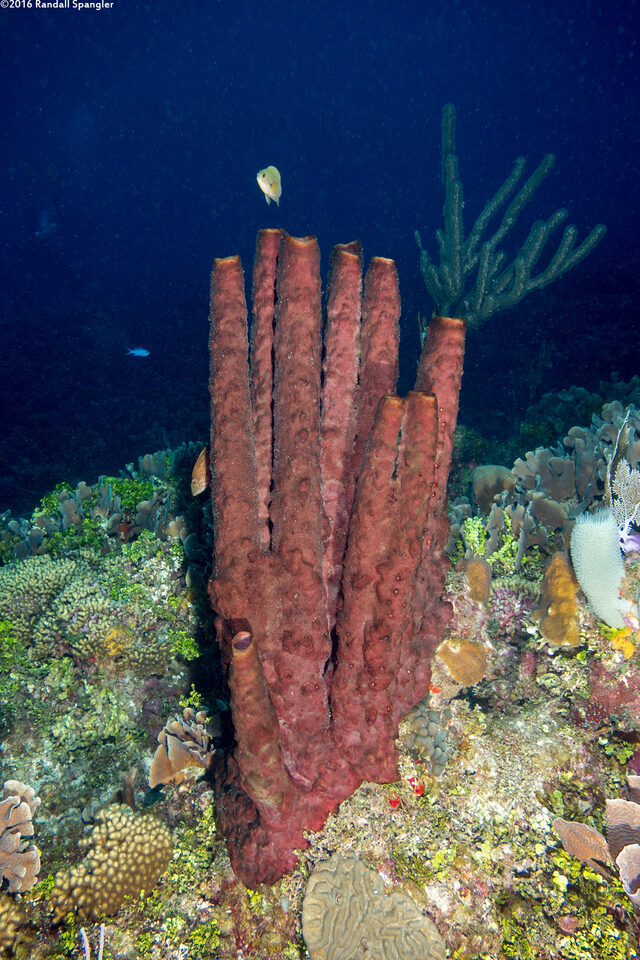 Neopetrosia rosariensis (Neopetrosia rosariensis)