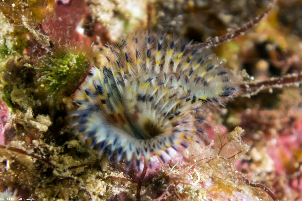 Branchiomma nigromaculatum (Black-Spotted Feather Duster)