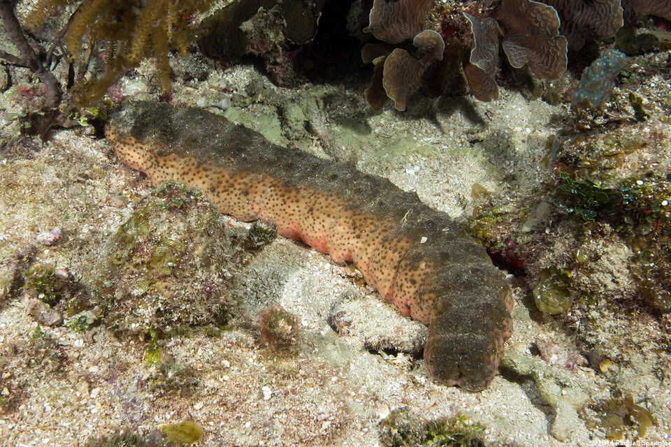 Holothuria mexicana (Donkey Dung Sea Cucumber)