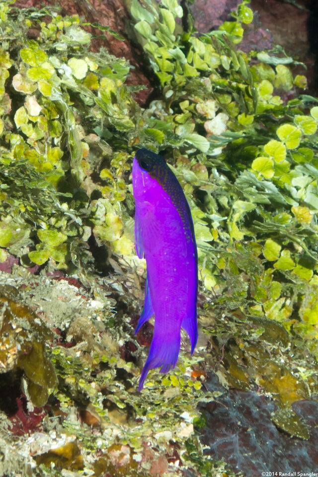 Gramma melacara (Blackcap Basslet)