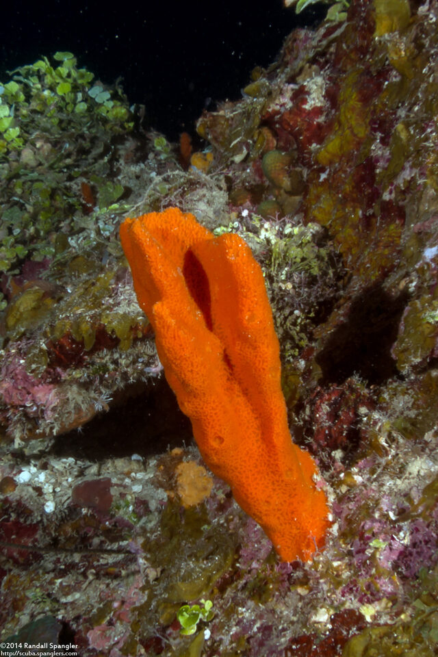 Dragmacidon lunaecharta (Flattened Rope Sponge)