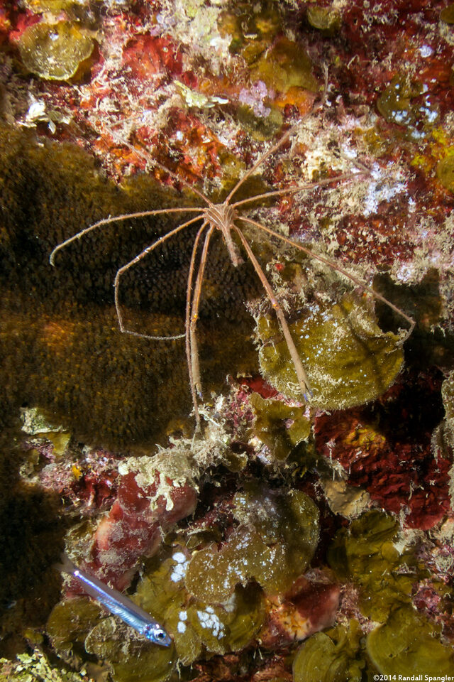 Stenorhynchus seticornis (Yellowline Arrow Crab)