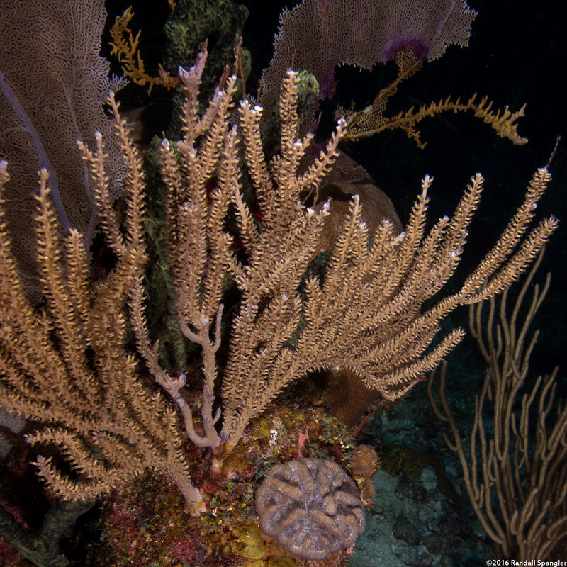 Eunicea mammosa (Swollen-Knob Candelabrum)