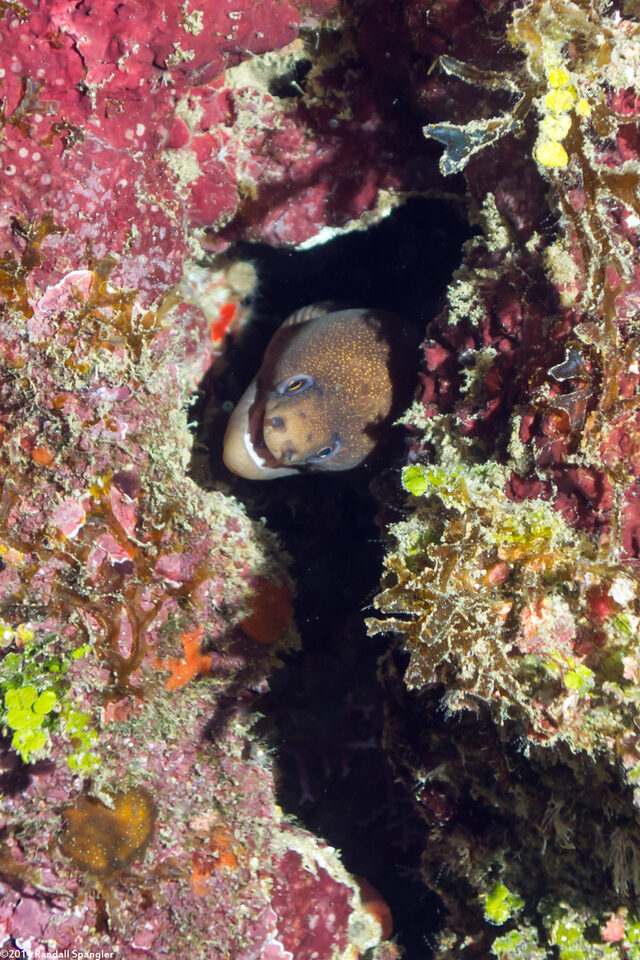 Gymnothorax miliaris (Goldentail Moray)