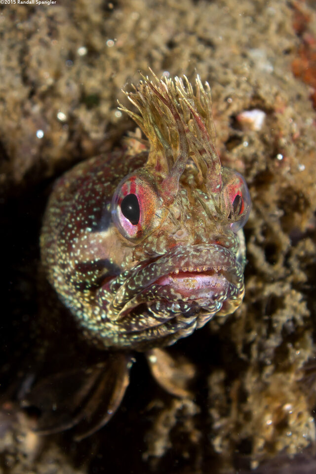 Neoclinus stephensae (Yellowfin Fringehead)