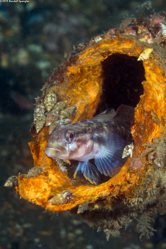 Rhinogobiops nicholsii (Blackeye Goby)