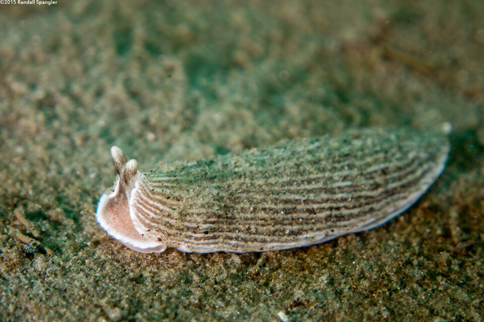 Armina californica (California Armina)