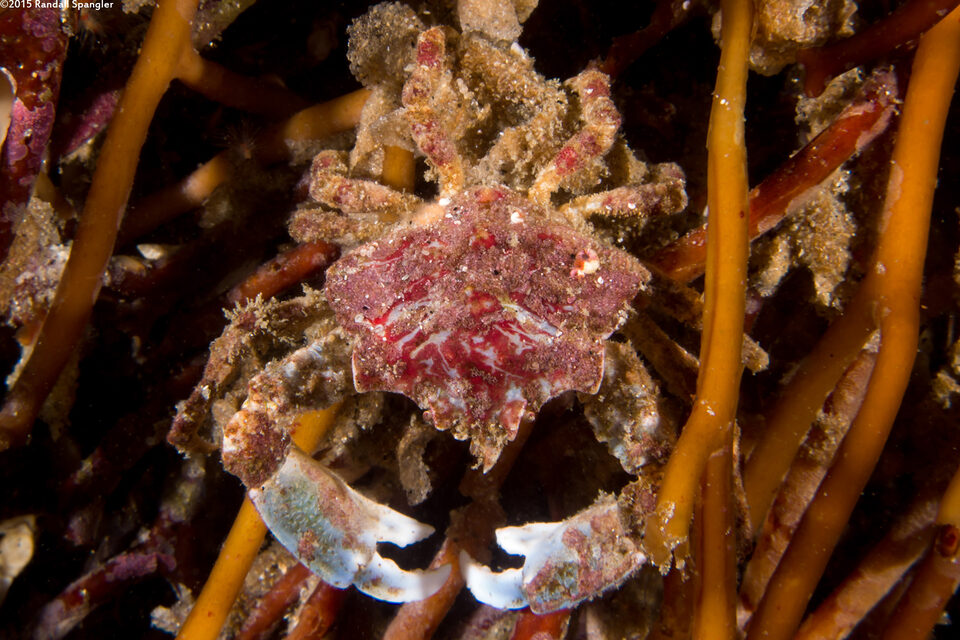 Pugettia foliata (Foliate Kelp Crab)