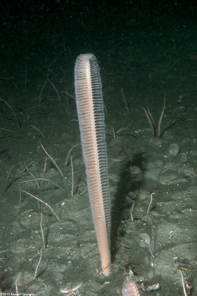 Stylatula elongata (White Sea Pen)