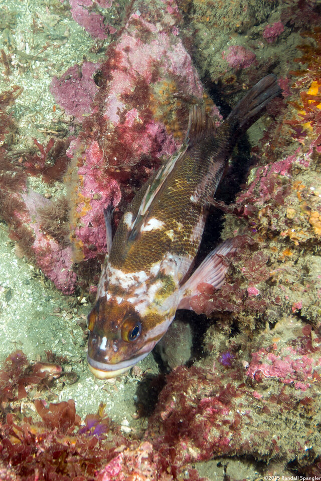 Sebastes caurinus (Copper Rockfish)